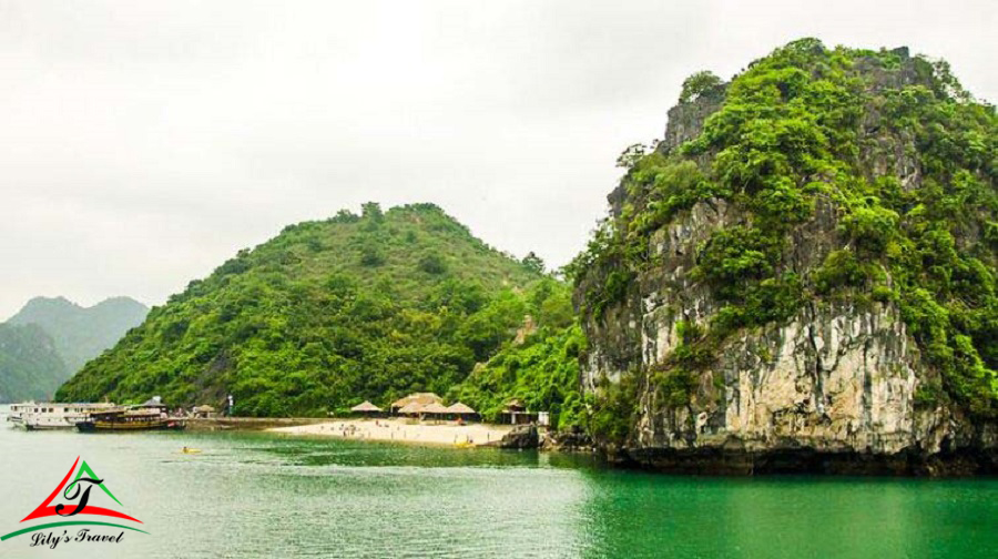 Soi Sim Island's name after the rose myrtle (“sim” in Vietnamese) - this plant is found across the island - Source: Internet