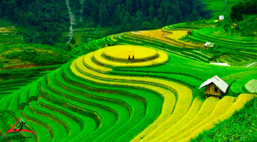 Teraced fields make an unique beauty fo Lao Cai - Ta Van Village and also Sapa