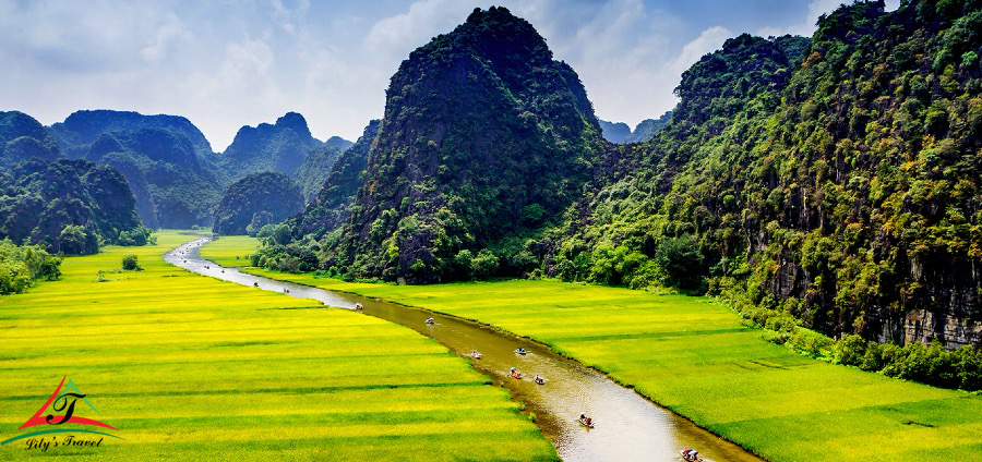 Tam Coc in the ripe rice fields