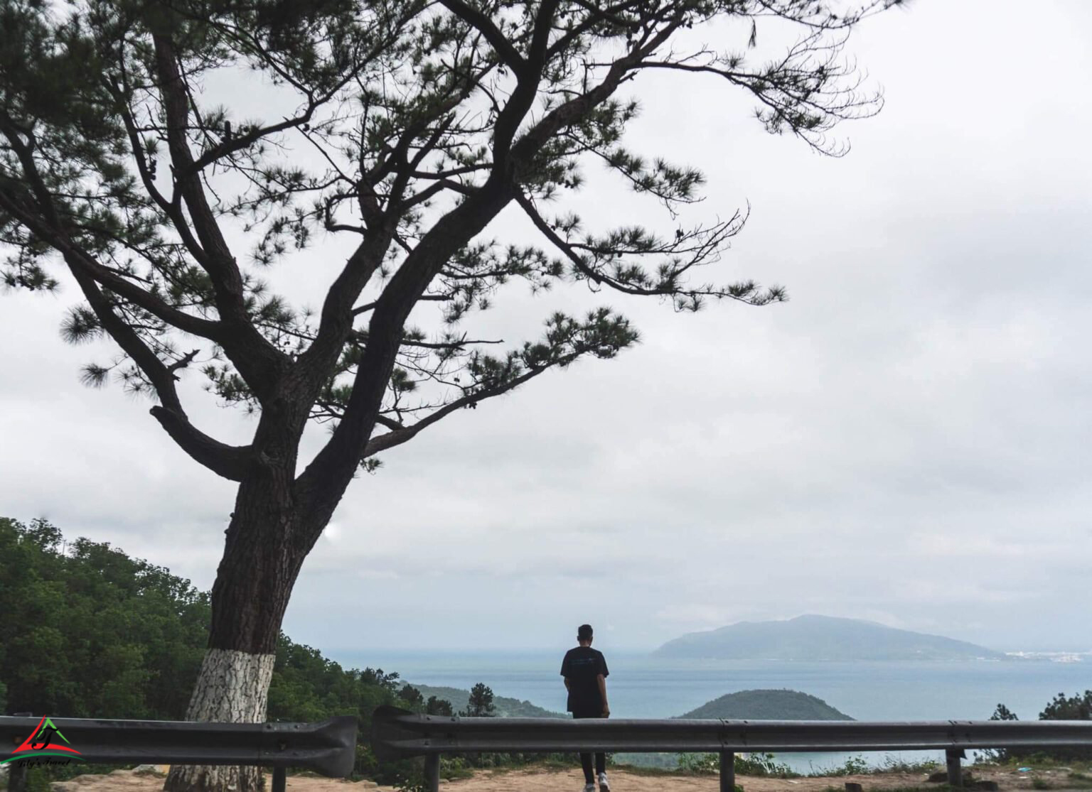 Lonely Pine Trees