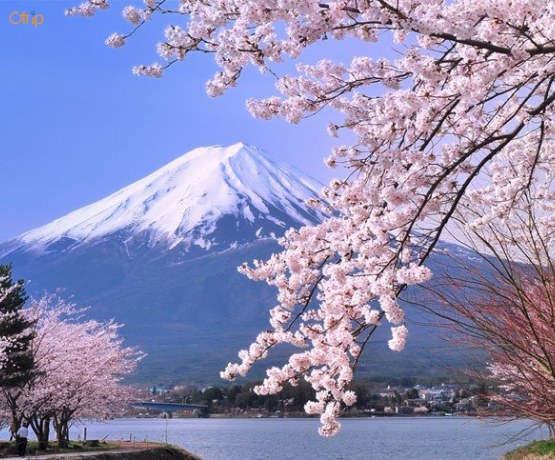 DU LỊCH NHẬT BẢN CUNG ĐƯỜNG VÀNG: TOKYO – PHÚ SĨ – KYOTO – OSAKA Bay VJ