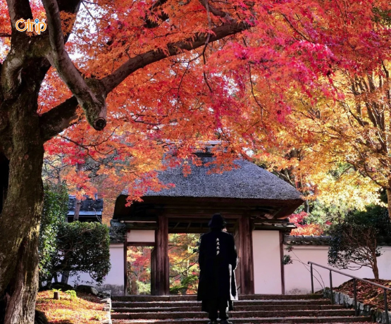 DU LỊCH NHẬT BẢN CUNG ĐƯỜNG VÀNG: TOKYO – PHÚ SĨ – KYOTO – OSAKA Bay VJ