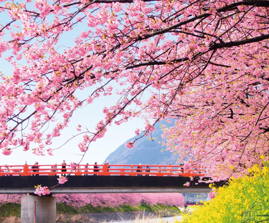 DU LỊCH NHẬT BẢN CUNG ĐƯỜNG VÀNG: TOKYO – PHÚ SĨ – KYOTO – OSAKA Bay VJ