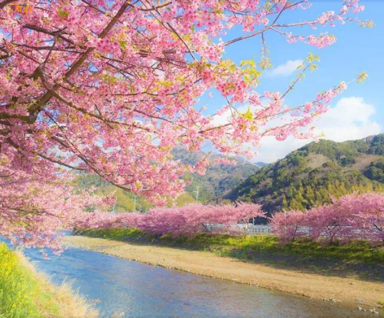 DU LỊCH NHẬT BẢN CUNG ĐƯỜNG VÀNG: TOKYO – PHÚ SĨ – KYOTO – OSAKA Bay VJ
