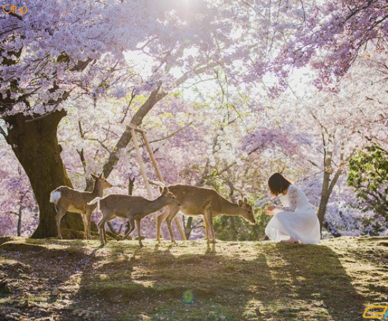 DU LỊCH NHẬT BẢN CUNG ĐƯỜNG VÀNG: TOKYO – PHÚ SĨ – KYOTO – OSAKA Bay VJ
