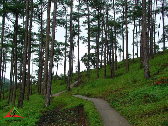Bo Bo pine forest 2