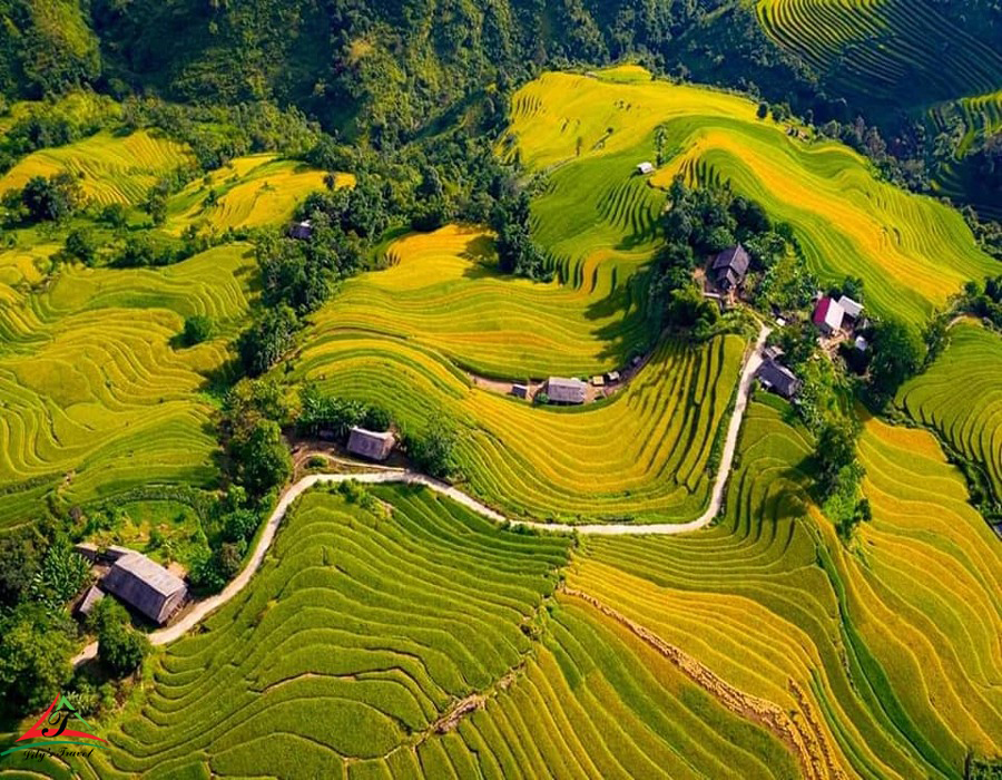 Lao Cai in ripe terraced fileds