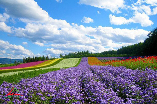 Van Thanh Flower Village Da Lat