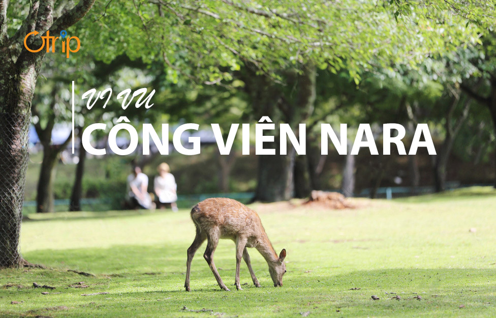 CÔNG VIÊN NARA NHẬT BẢN CÓ GÌ THÚ VỊ ???