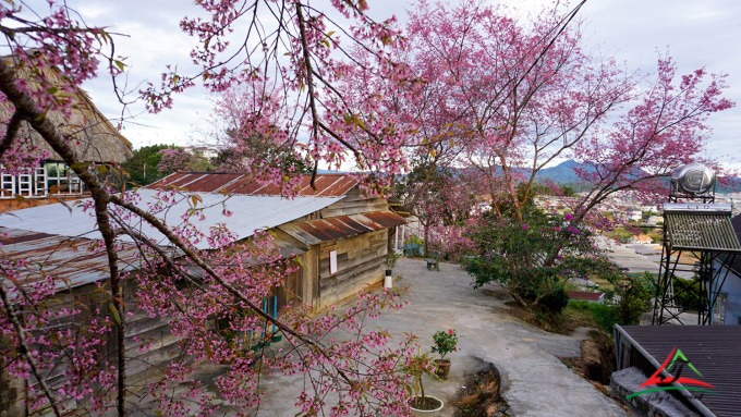 Cherry blossom season creates a romantic scene