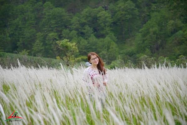 Lac Duong reed grass hill
