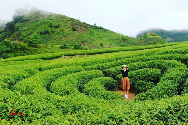 Heart Tea Hill