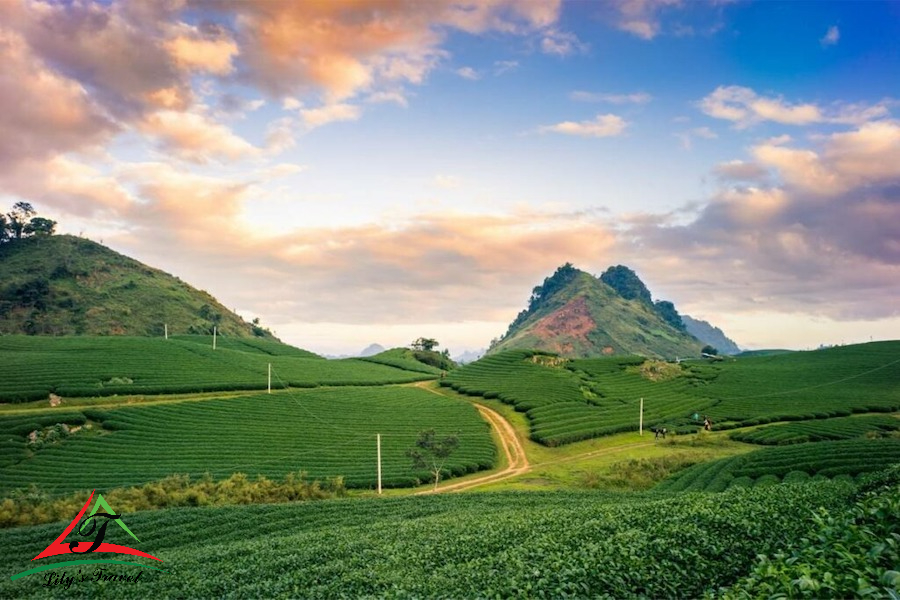 Moc Chau