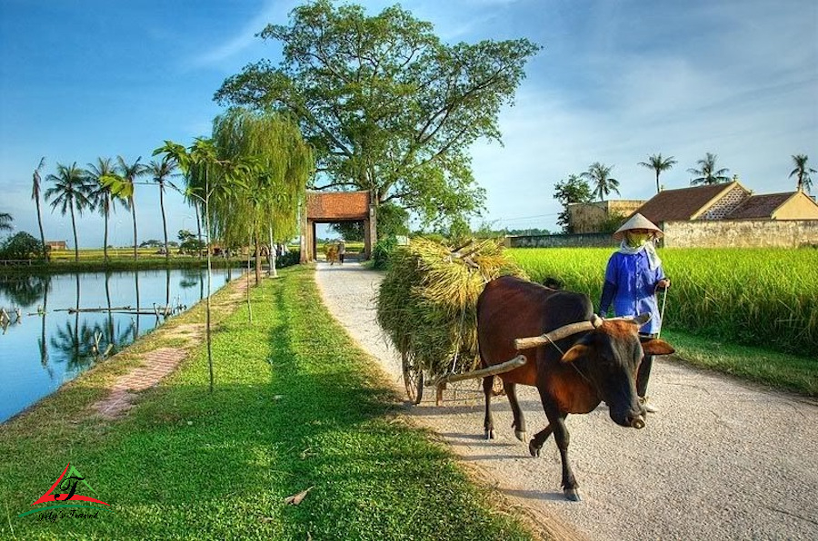 Duong Lam Ancient Village (Son Tay)