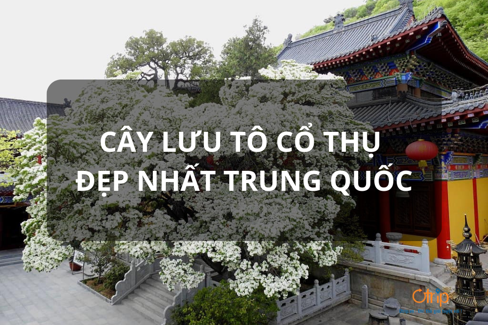 CÂY LƯU TÔ CỔ THỤ ĐẸP NHẤT TRUNG QUỐC