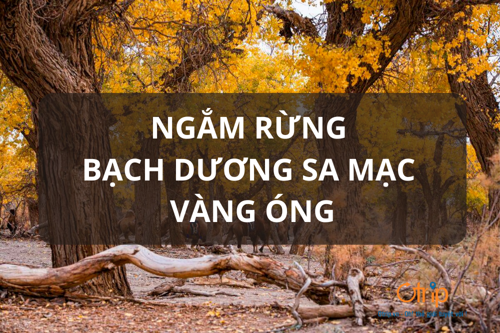 NGẮM RỪNG BẠCH DƯƠNG SA MẠC VÀNG ÓNG