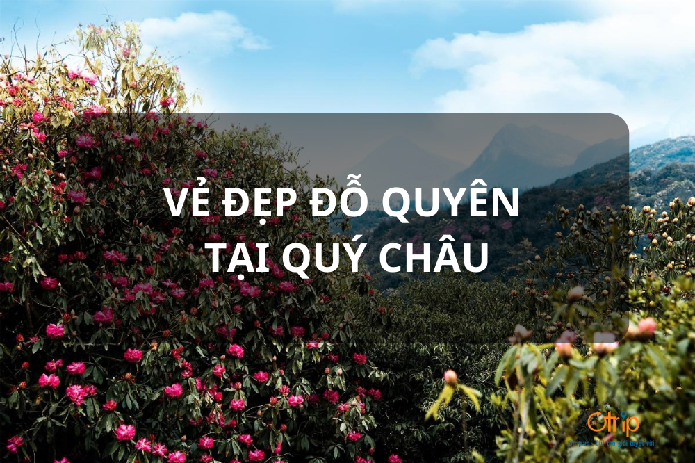 VẺ ĐẸP ĐỖ QUYÊN TẠI QUÝ CHÂU