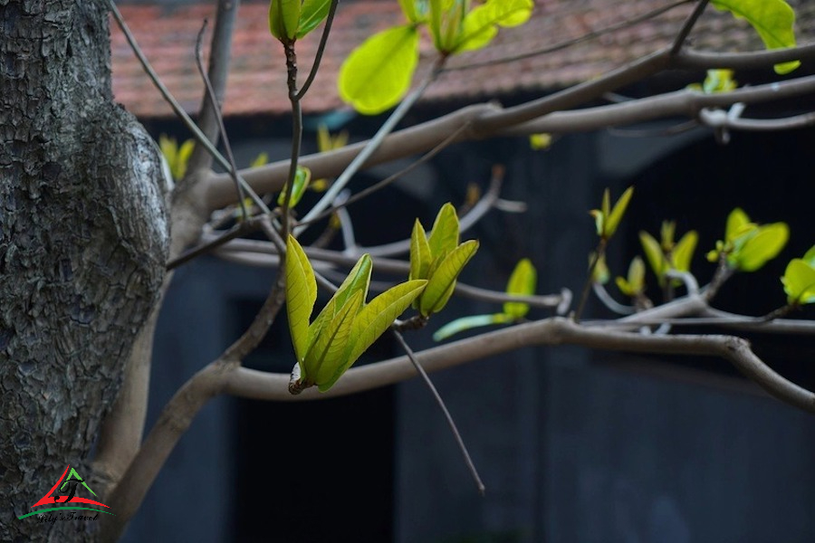 The eagle trees of Hoa Lo Prison