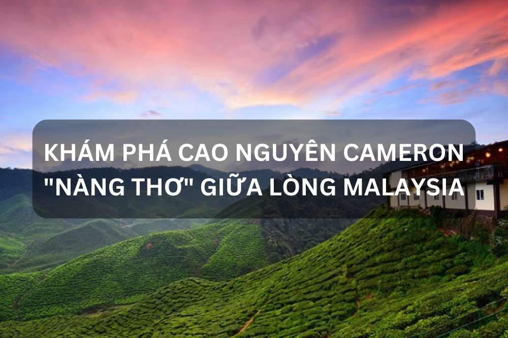 KHÁM PHÁ CAO NGUYÊN CAMERON – “NÀNG THƠ” GIỮA LÒNG MALAYSIA