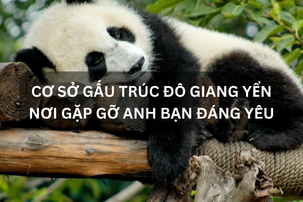 CƠ SỞ GẤU TRÚC ĐÔ GIANG YỂN – NƠI GẶP GỠ ANH BẠN ĐÁNG YÊU