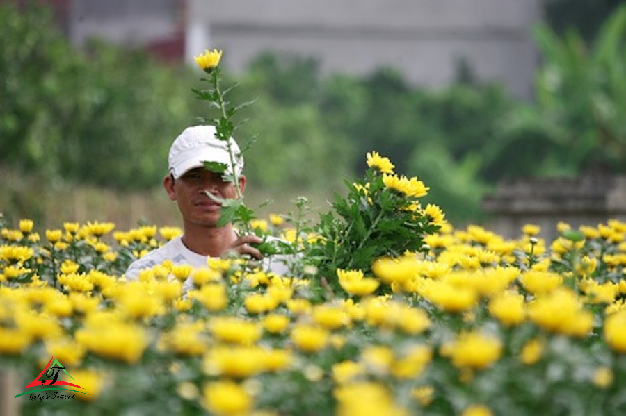 Me Linh Flower Village