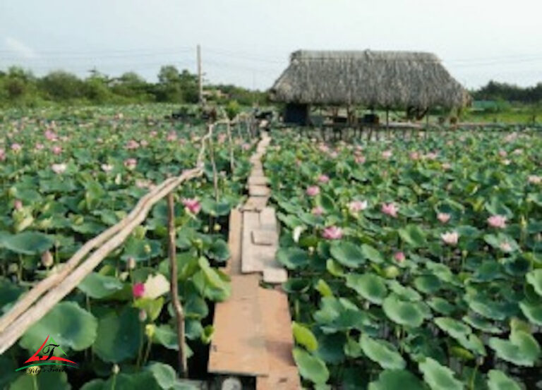 Tam Da Lotus Lagoon