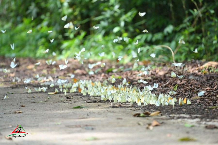 Walking in the ancient forest