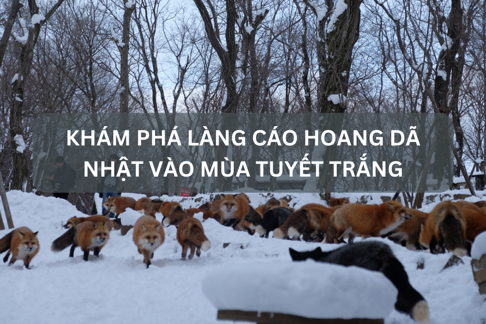 Khám phá làng cáo hoang dã Nhật vào mùa tuyết trắng