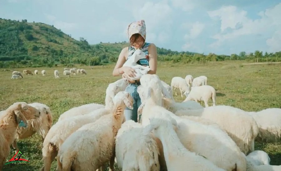 Dong Cuu Suoi Nghe