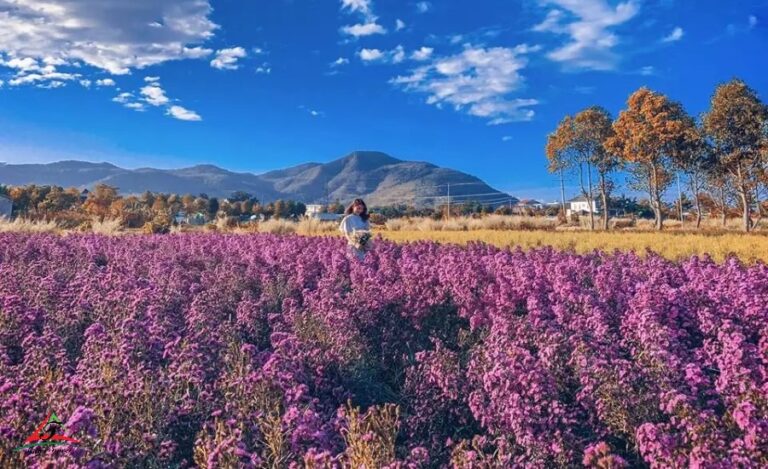 European Michaelmas-daisy garden