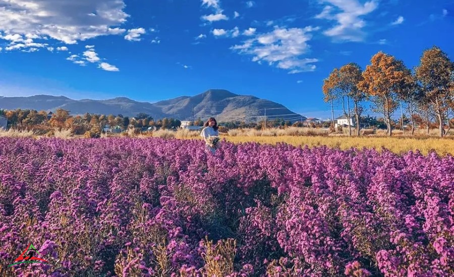 European Michaelmas-daisy garden