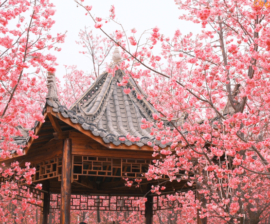 DU LỊCH HÀ KHẨU – THẠCH LÂM – CÔN MINH – RỪNG HOA ANH ĐÀO NGHI LƯƠNG – KIẾN THUỶ – MÔNG TỰ