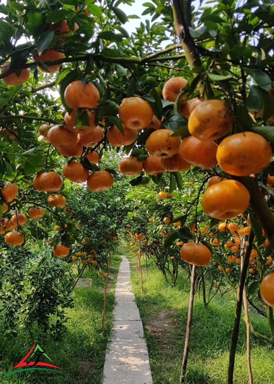 Lai Vung tangerine garden