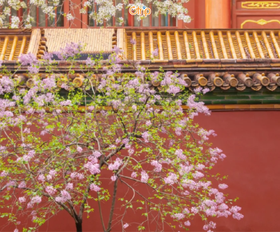 BẮC KINH – HÀNG CHÂU – Ô TRẤN – THƯỢNG HẢI 6N5Đ