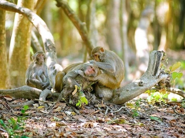 Can Gio Monkey Island