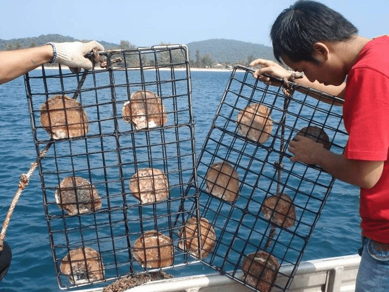 A Treasure Trove of Pearls: Phu Quoc Pearl Farm