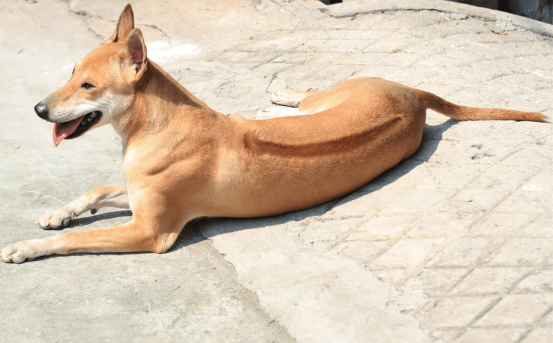 Meet the Majestic Phu Quoc Ridgeback