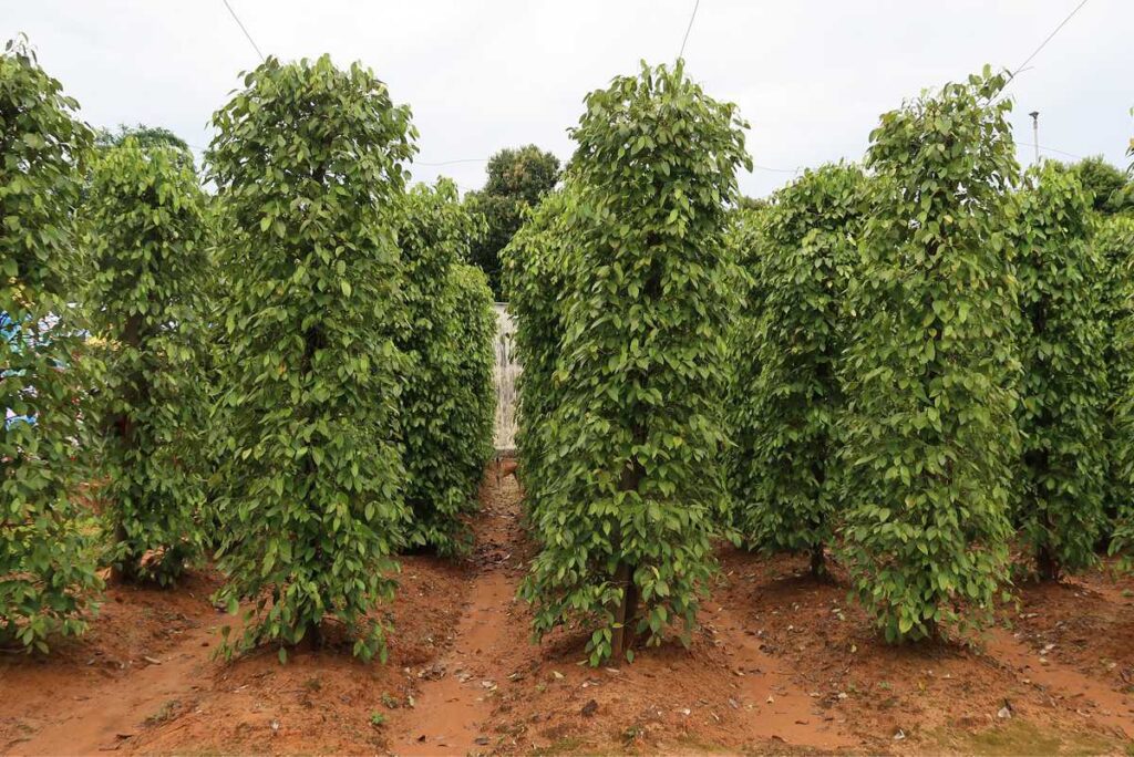 Pepper plantations