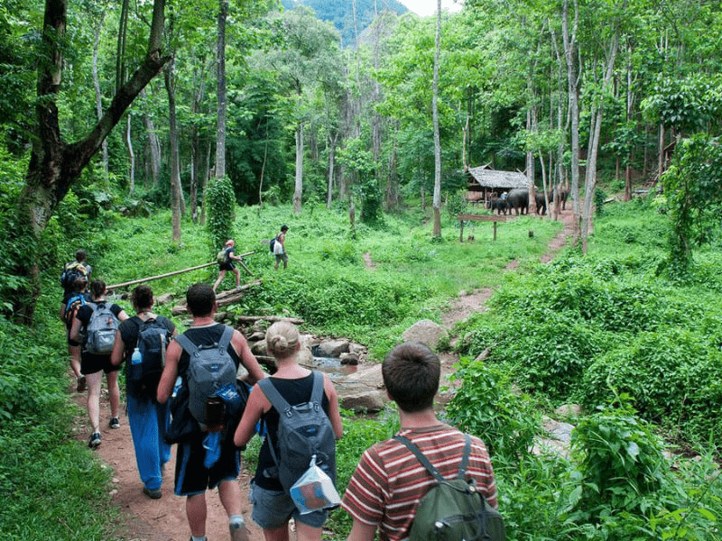 Flora and Fauna of Binh Chau National Forest