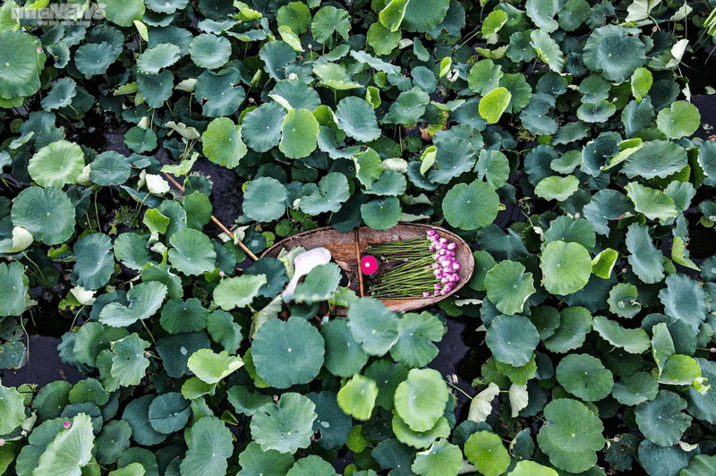 Visit the lotus pond in West Lake Hanoi