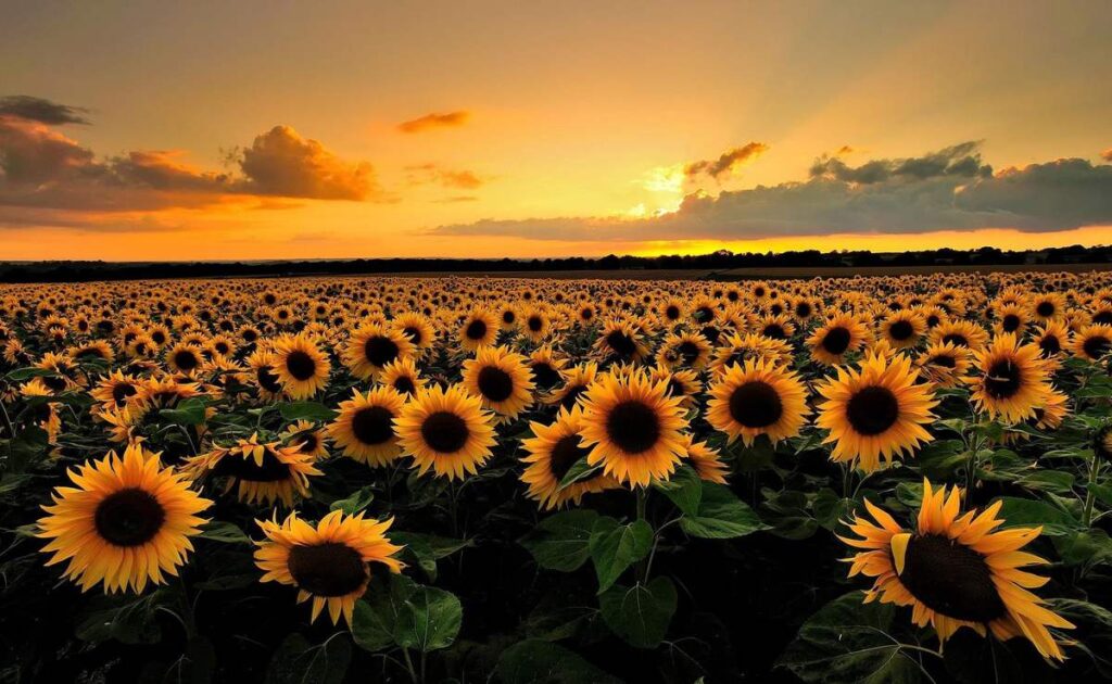 The sunflower garden at Dalat Milk Farm