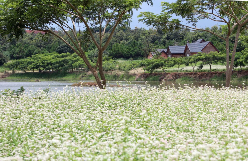 Dalat triangle flower garden in Ta Nung