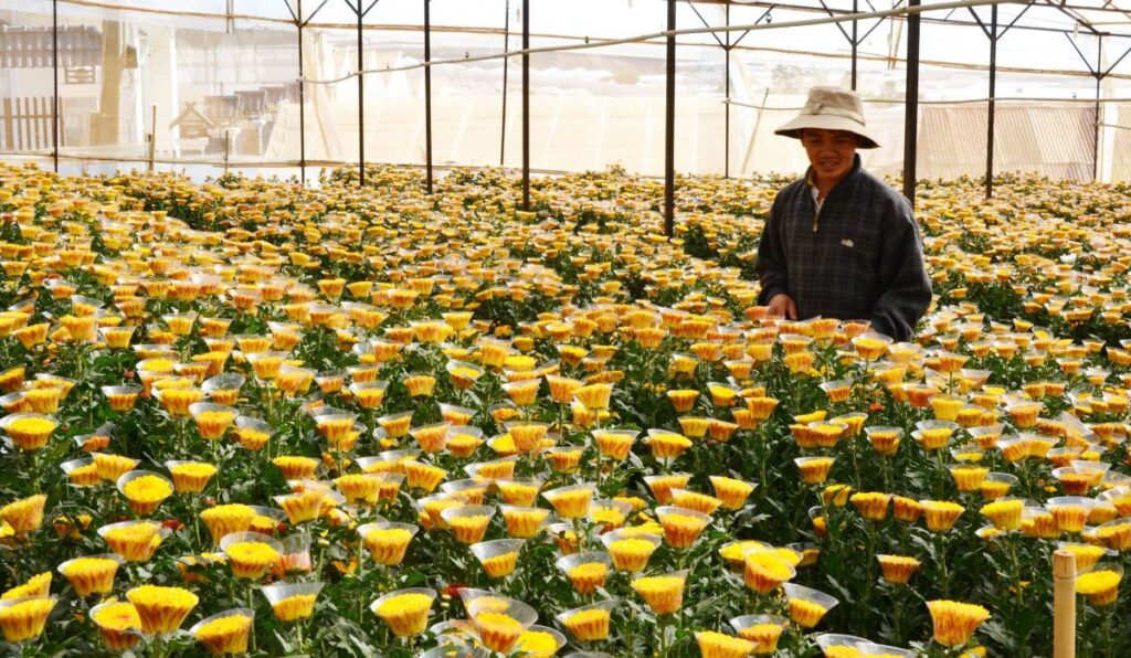 Thai Phien Dalat Flower Garden