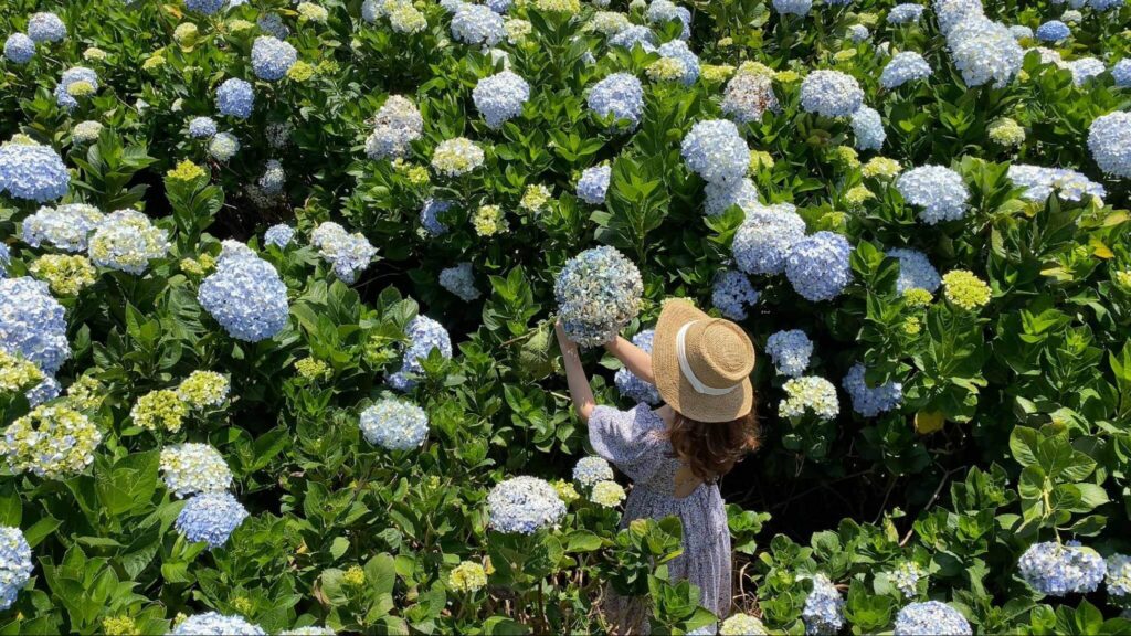 Trai Mat Hydrangea Garden
