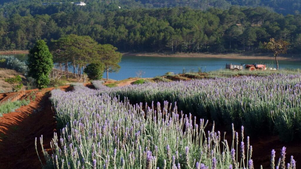 Dalat Lavender Garden near Tuyen Lam Lake