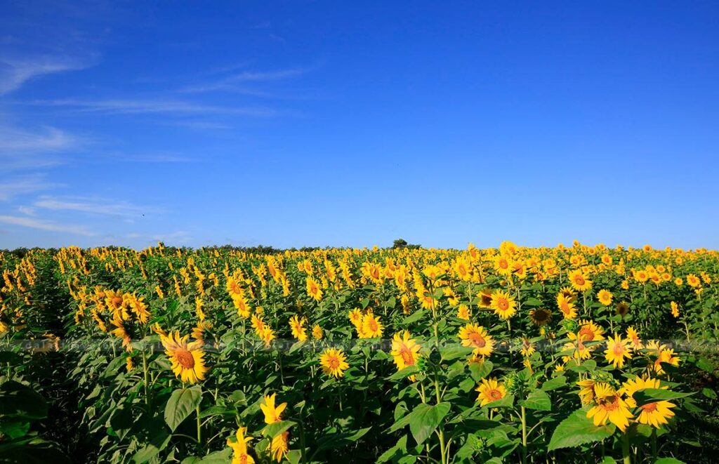 The sunflower garden at Ta Nung Pass