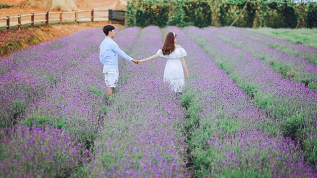 Dalat Lavender garden on Cau Dat tea hill