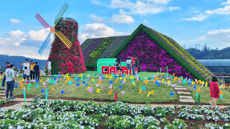 Dalat gardens are a major draw for visitors, showcasing a breathtaking array of vibrant blooms, from delicate orchids to vibrant chrysanthemums.
