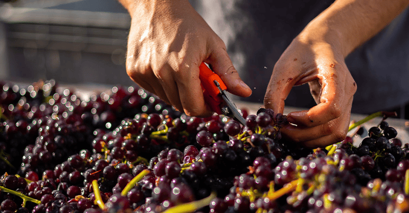 How Dalat Wine is Made – From Vineyard to Bottle