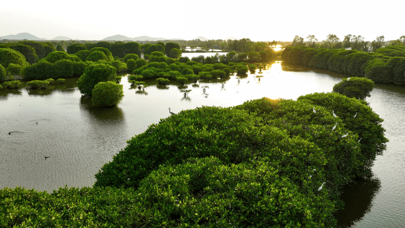 Dam Dong Ho Nature Reserve or East Lake Lagoon Nature Reserve